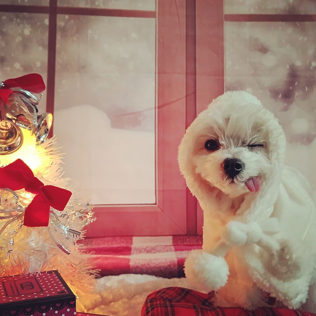 Kate クリスマスウィンドウの赤いカーテンの背景