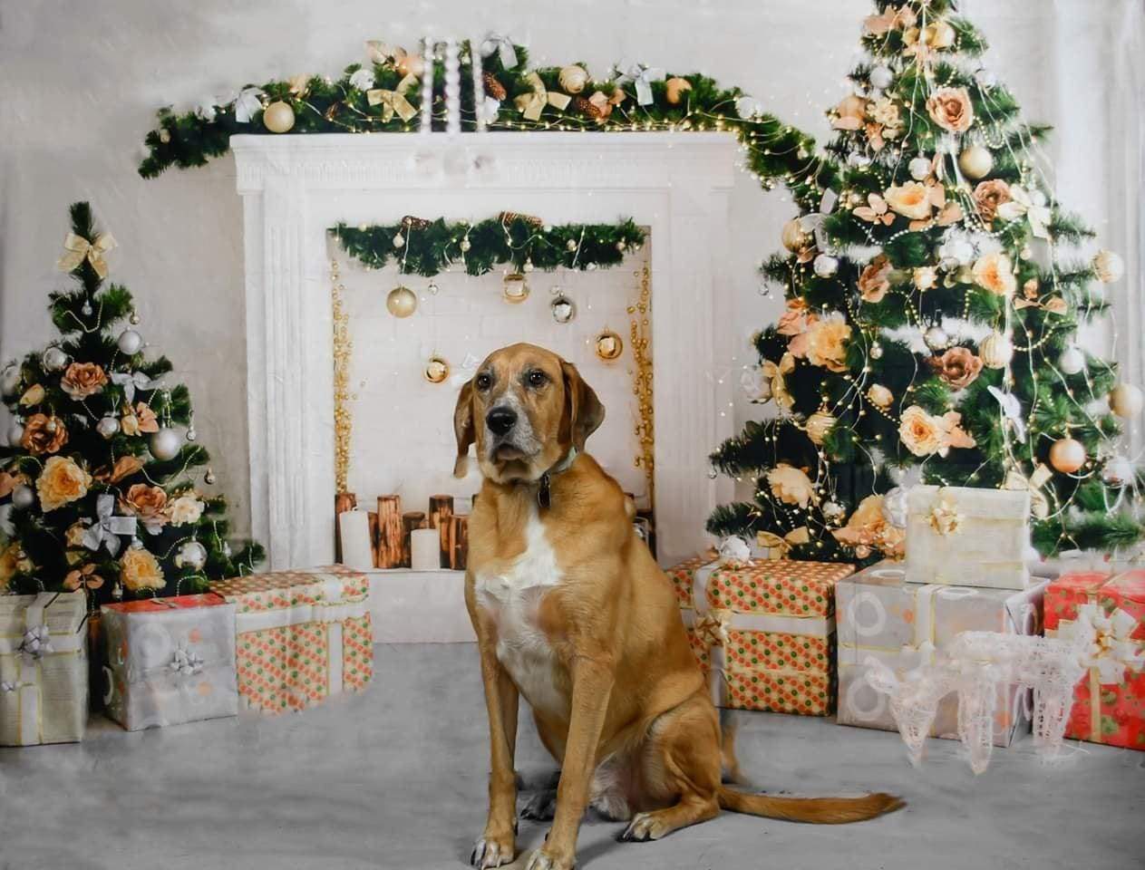 Kate ゴールデンボールクリスマスツリー暖炉背景