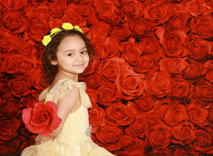 Kate 赤いバラの背景