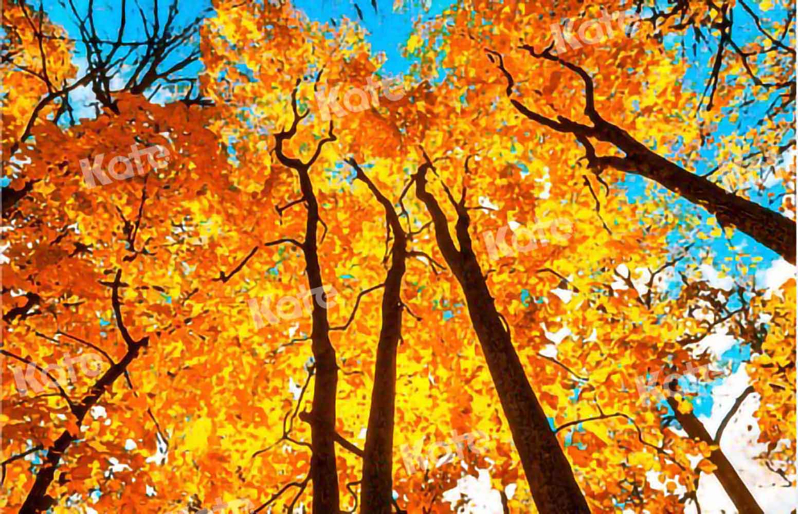 写真撮影のためのkate秋の森の空の背景